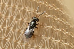 Chalcidoidea