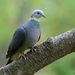Ashy Wood-Pigeon - Photo (c) Avinash Bhagat, some rights reserved (CC BY-NC), uploaded by Avinash Bhagat
