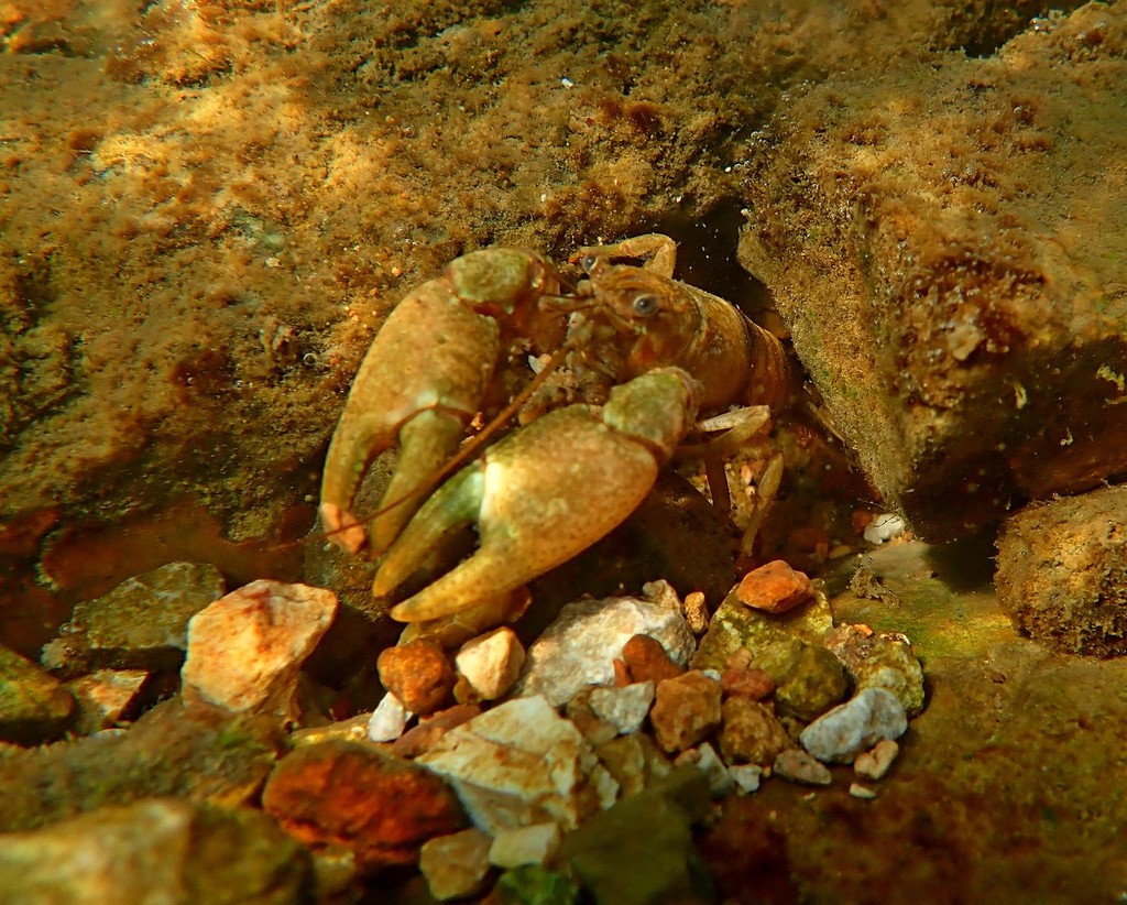 Neosho Midget Crayfish