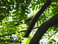 Myiarchus swainsoni