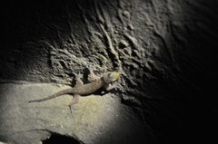 Gehyra angusticaudata
