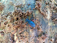 Microtomus purcis