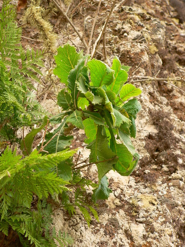 Crambe scaberrima image