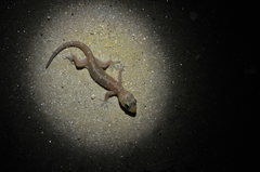 Gehyra angusticaudata