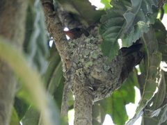 Chlorostilbon lucidus