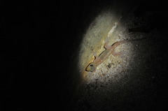 Gehyra angusticaudata