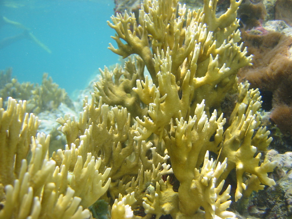 Branching Fire Coral from East End, St John 00830, USVI on June 09 ...