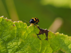 Cryptocephalus anticus