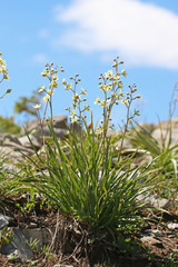 Anticlea elegans elegans