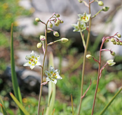 Anticlea elegans elegans