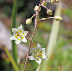 Anticlea elegans elegans