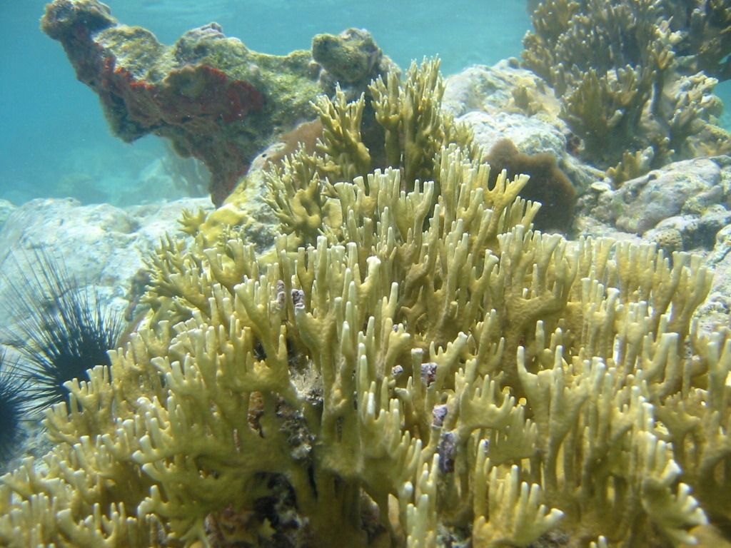 Branching Fire Coral from East End, St John 00830, USVI on June 09 ...