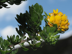 Aspalathus securifolia