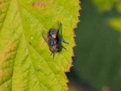 Pseudogonia