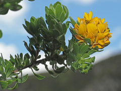 Aspalathus securifolia