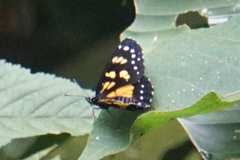 Chlosyne narva