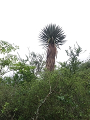 Yucca filifera