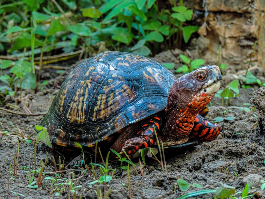 Mexican Box Turtle in November 2021 by Biol. Roberto Ansoleaga ...