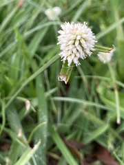 Cyperus dubius