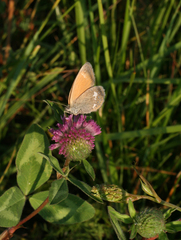 Coenonympha glycerion glycerion
