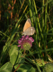 Coenonympha glycerion glycerion