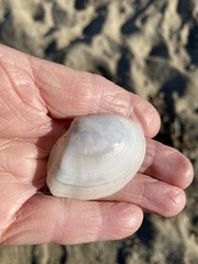 Rexithaerus indentata