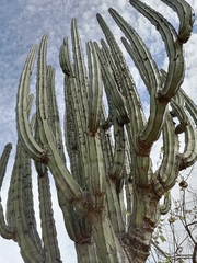 Isolatocereus dumortieri