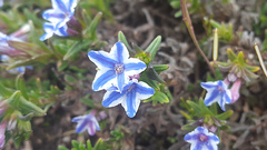 Glandora diffusa