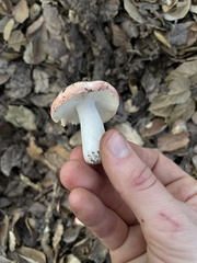 Russula bicolor