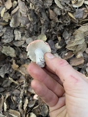 Russula bicolor