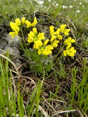Draba aizoides aizoides