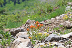 Castilleja applegatei viscida
