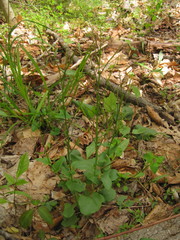 Cardamine douglassii