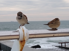 Passer domesticus