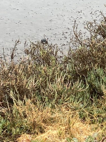 iNaturalist observation photo of Shore and marsh crabs