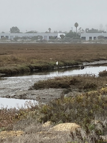 iNaturalist observation photo of Snowy Egret