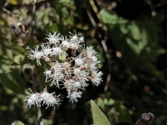 Chromolaena collina