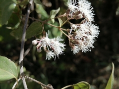 Chromolaena collina