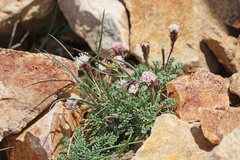 Chaenactis douglasii alpina