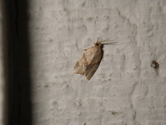 Clepsis peritana