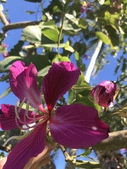 Bauhinia × blakeana