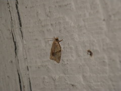 Clepsis peritana