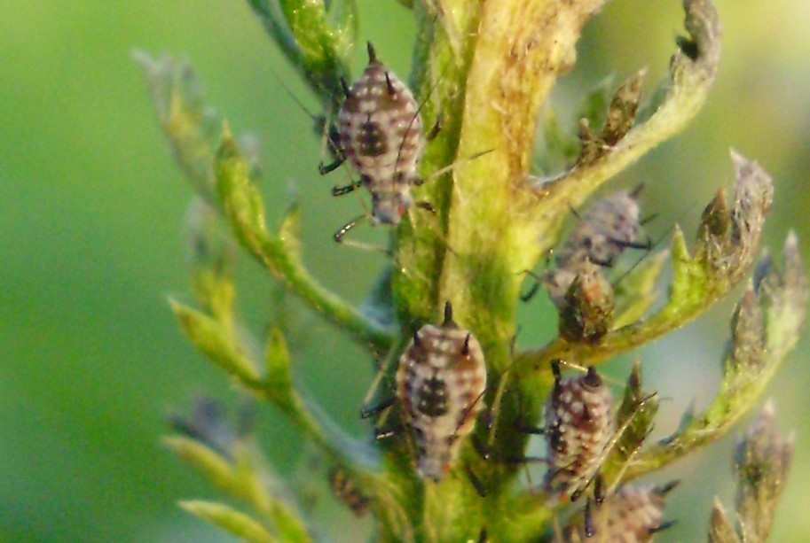 Masked yarrow aphid