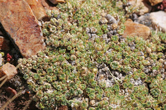 Draba densifolia