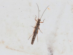 Zelandobius
