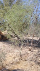 Parkinsonia aculeata