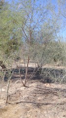 Prosopis pubescens