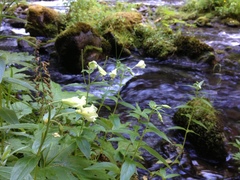 Epilobium luteum