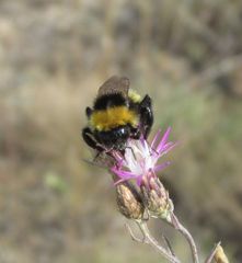 Bombus zonatus