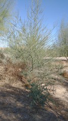 Parkinsonia florida